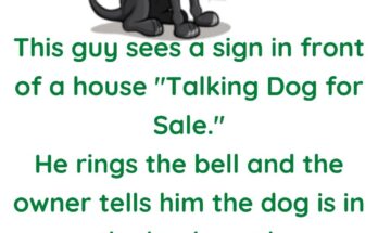 Talking dog for sale
