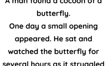 The Butterfly (Struggles)