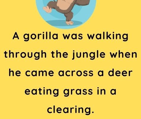 A gorilla was walking through the jungle