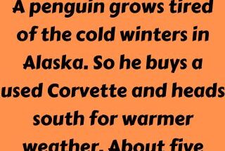 A penguin grows tired of the cold winters in Alaska