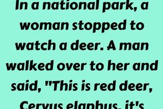 A woman stopped to watch a deer
