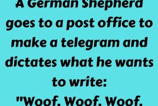 A German Shepherd goes to a post office